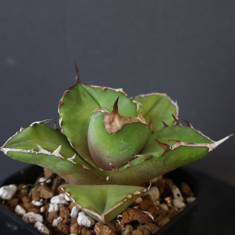 アガベ　白犀牛 アガベ チタノタ '白犀牛' Agave titanota 'white rhino