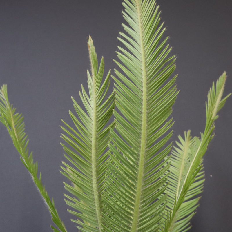 エンセファラルトス ゲリンキー 2