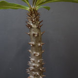 P.バロニー (実生) 20