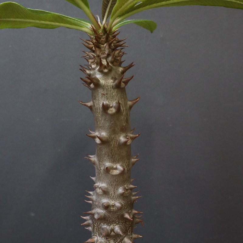 P.バロニー (実生) 20