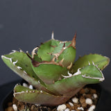【DRAGON AGAVE】アガベ  白犀牛  EC1