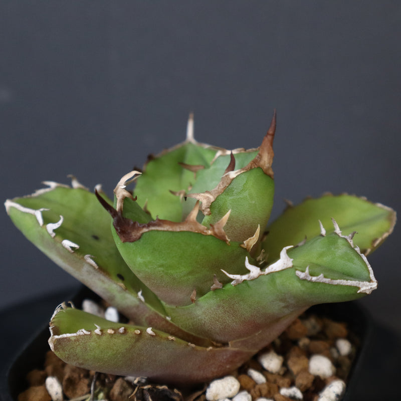 【DRAGON AGAVE】アガベ  白犀牛  EC1