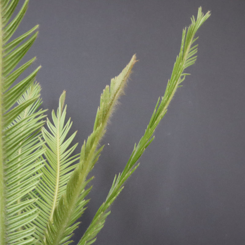 エンセファラルトス ゲリンキー 2