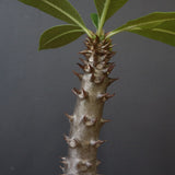 P.バロニー (実生) 20