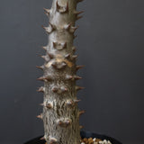 P.バロニー (実生) 20