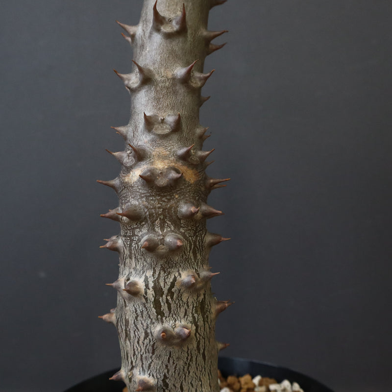 P.バロニー (実生) 20