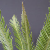 エンセファラルトス ゲリンキー 2