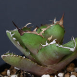 【DRAGON AGAVE】アガベ  白犀牛  EC1