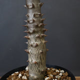 P.バロニー (実生) 20