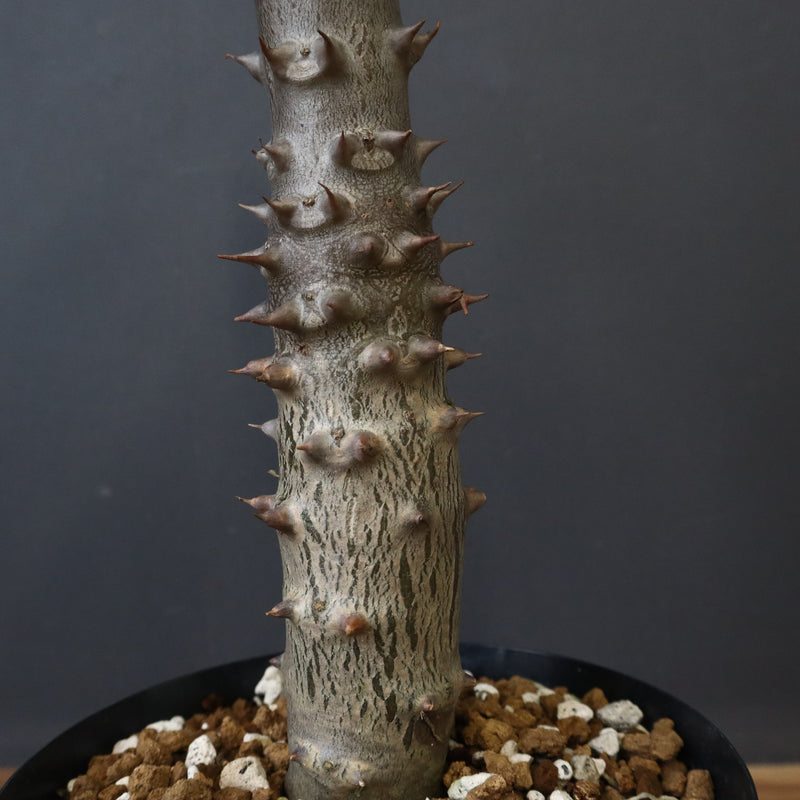 P.バロニー (実生) 20