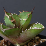 【DRAGON AGAVE】アガベ  白犀牛  EC1