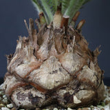 エンセファラルトス ゲリンキー 2