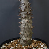 P.バロニー (実生) 20