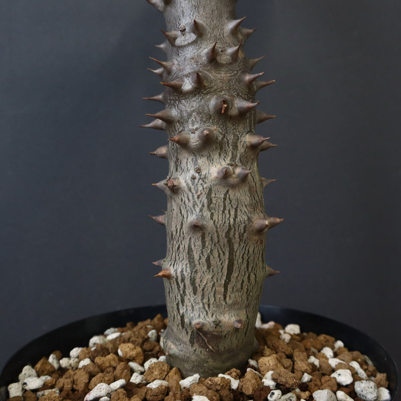 P.バロニー (実生) 20