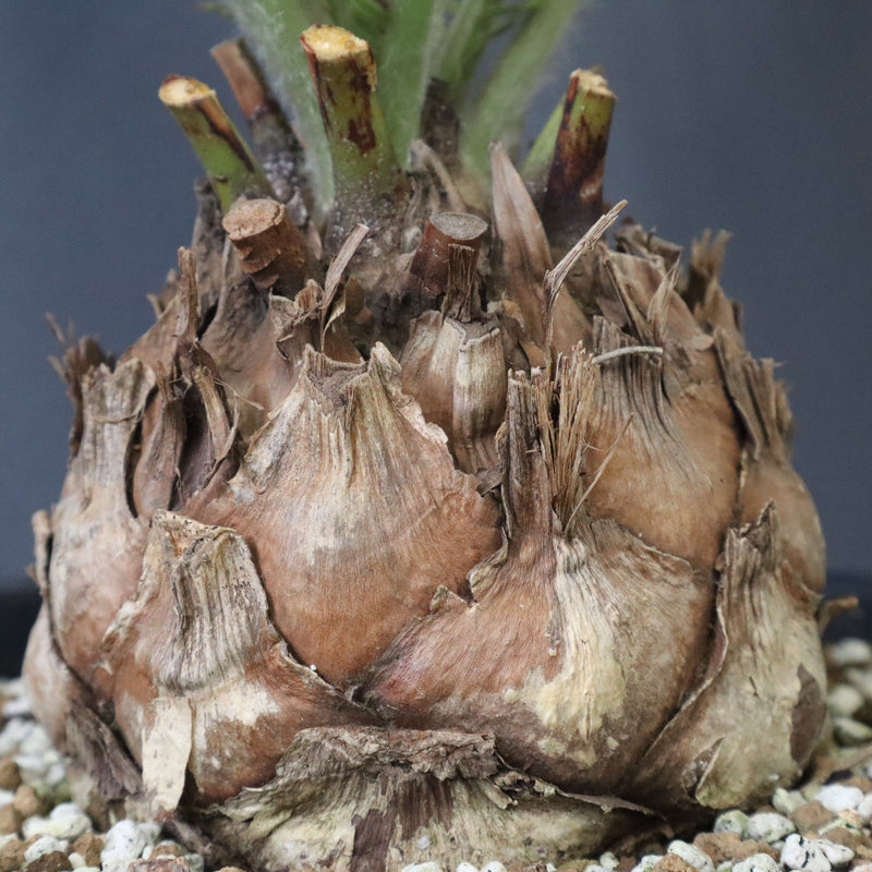 エンセファラルトス ゲリンキー 2