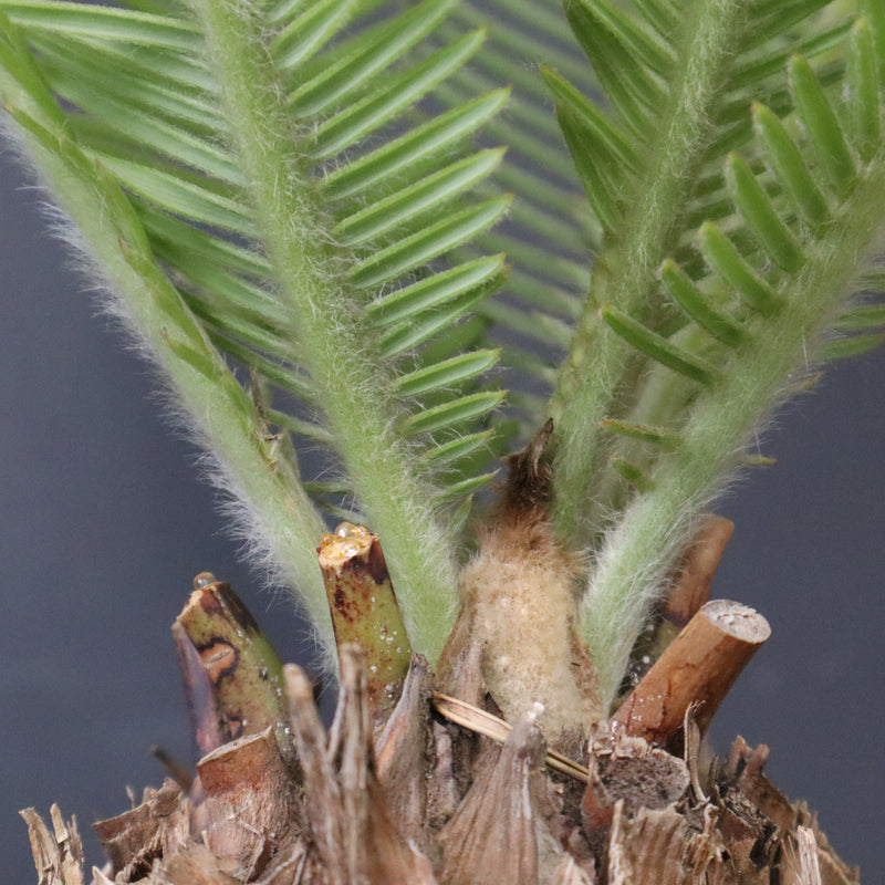 エンセファラルトス ゲリンキー 2