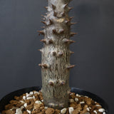 P.バロニー (実生) 20