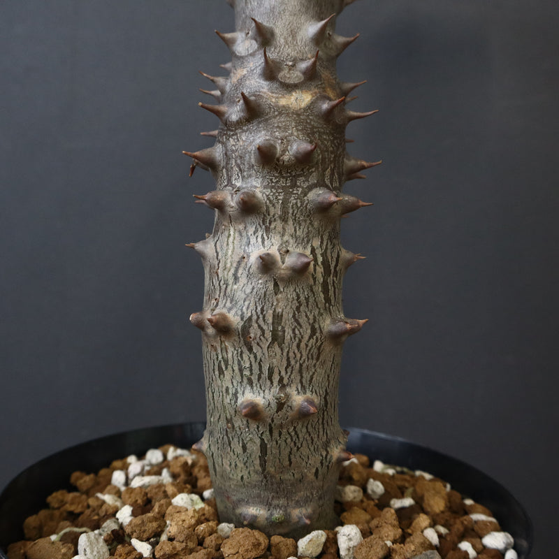 P.バロニー (実生) 20