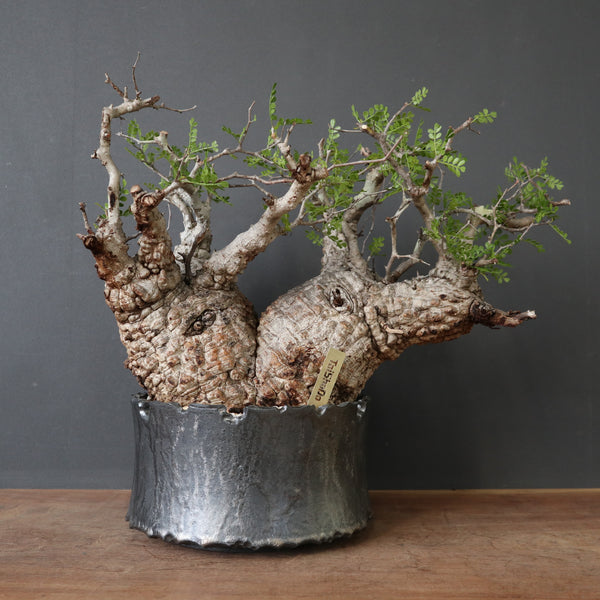 オペルクリカリア・パキプス – TaiShoDo ONLINE SHOP