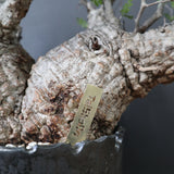 【雷土陶器鉢】O.パキプス 116