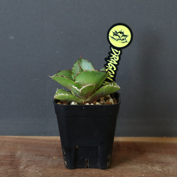 【DRAGON AGAVE】アガベ 貔貅 EC36