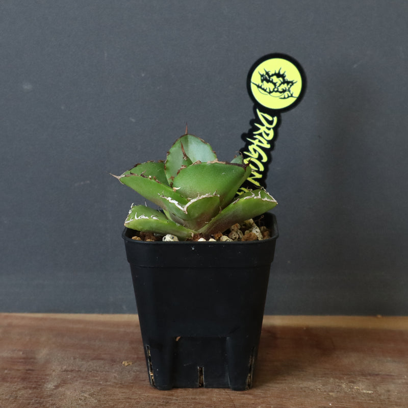 【DRAGON AGAVE】アガベ 貔貅 EC36