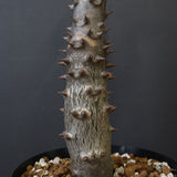 P.バロニー (実生) 20