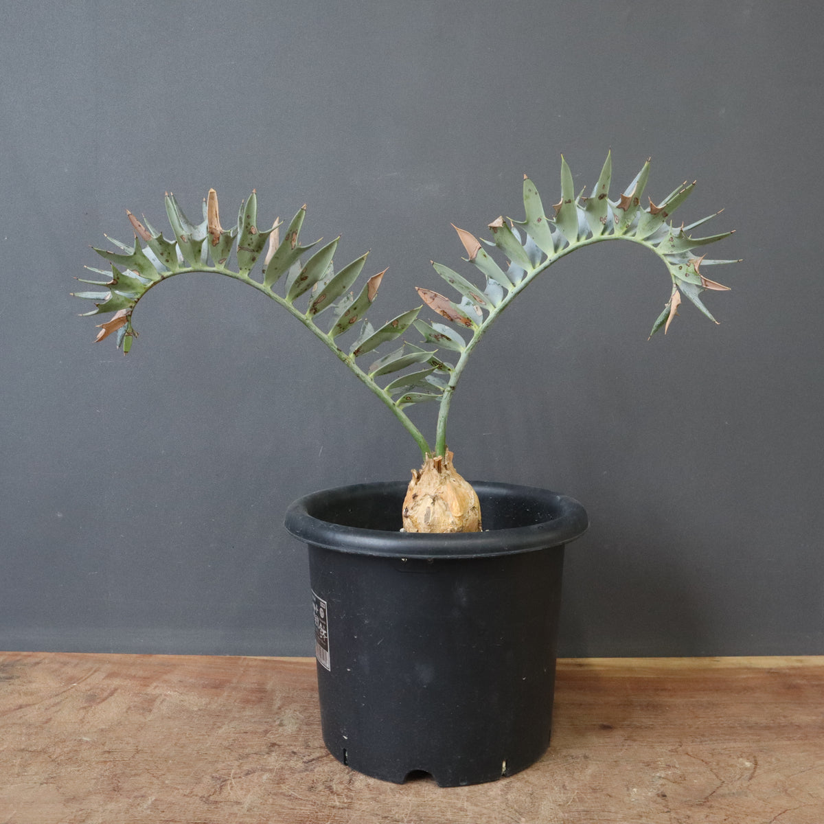 ソテツ – TaiShoDo ONLINE SHOP