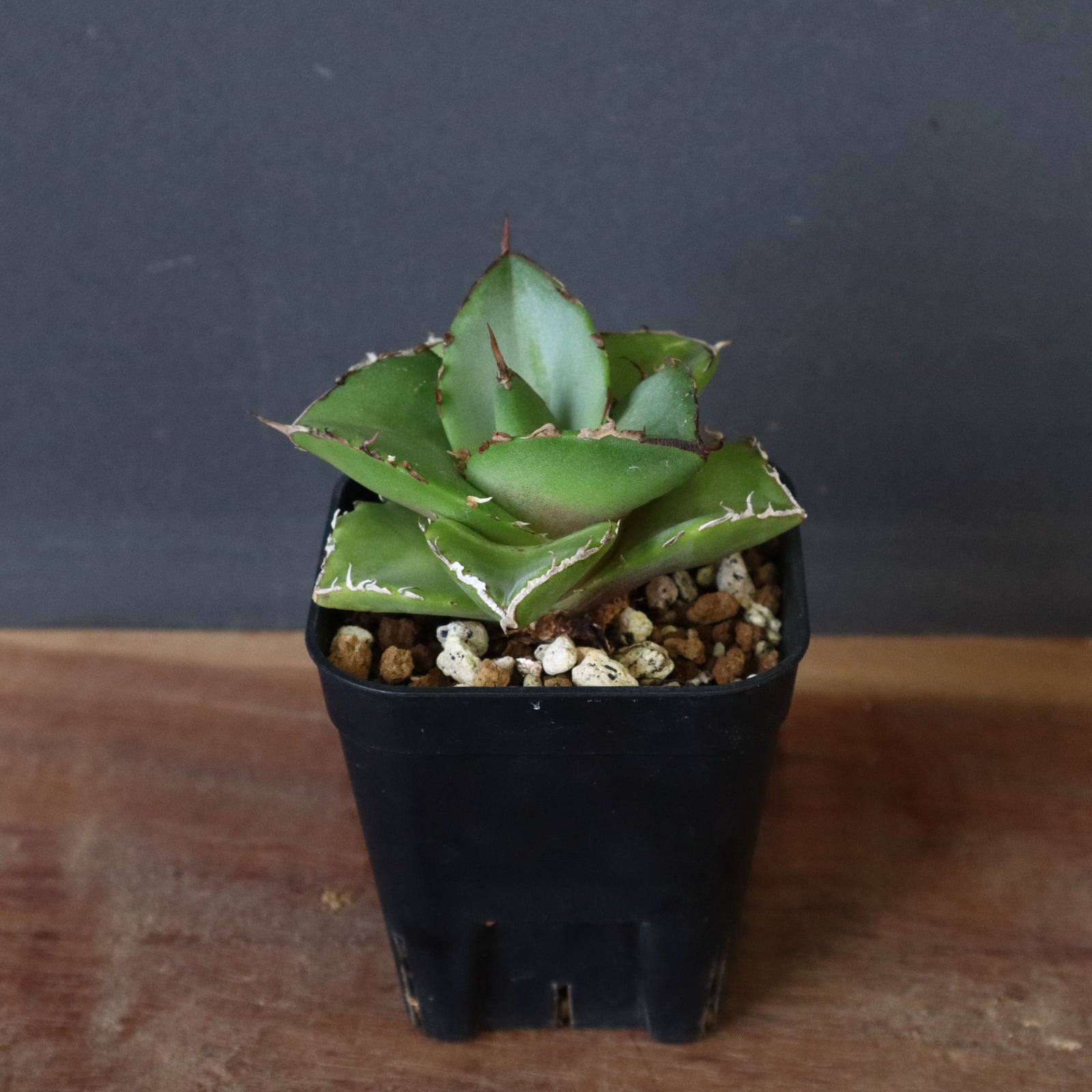 アガベ hyb ドラゴンエイト アガベ hyb ドラゴンエイト アガベ ハイブリッド 'ドラゴンエイト' 龍