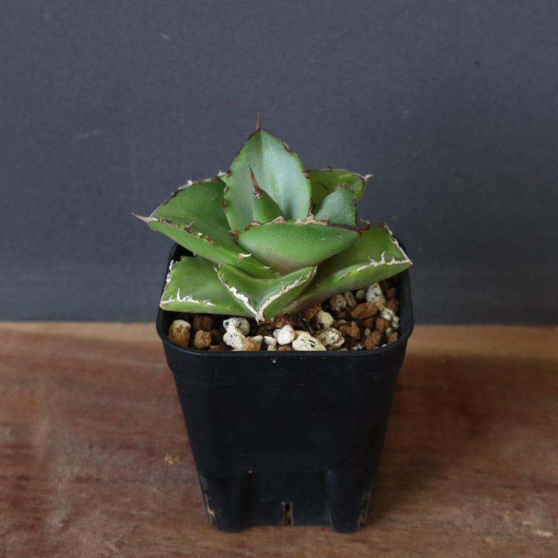 【DRAGON AGAVE】アガベ 貔貅 EC36