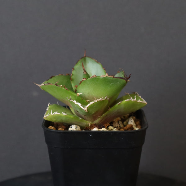 【DRAGON AGAVE】アガベ 貔貅 EC36