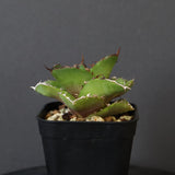 【DRAGON AGAVE】アガベ 貔貅 EC36