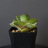 【DRAGON AGAVE】アガベ 貔貅 EC36