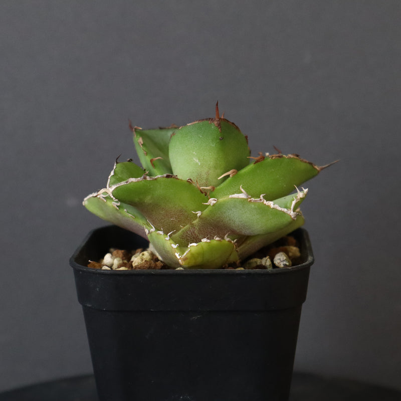 【DRAGON AGAVE】アガベ 貔貅 EC36