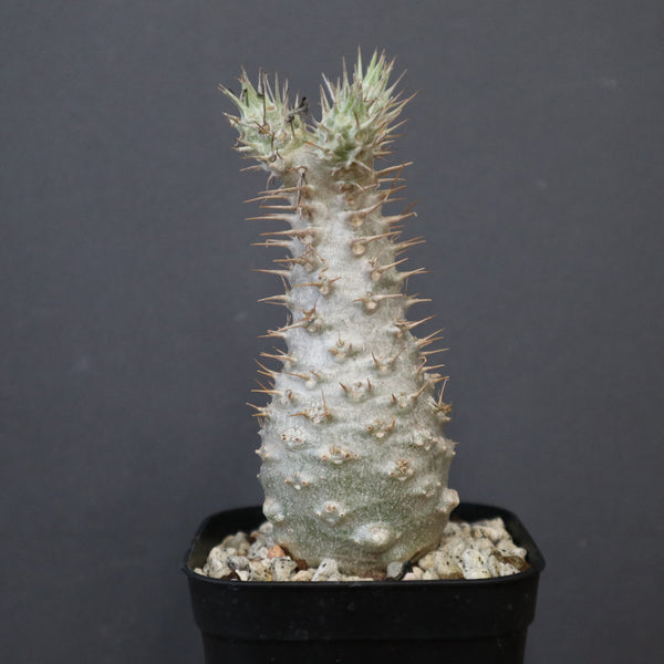 塊根植物 – 「