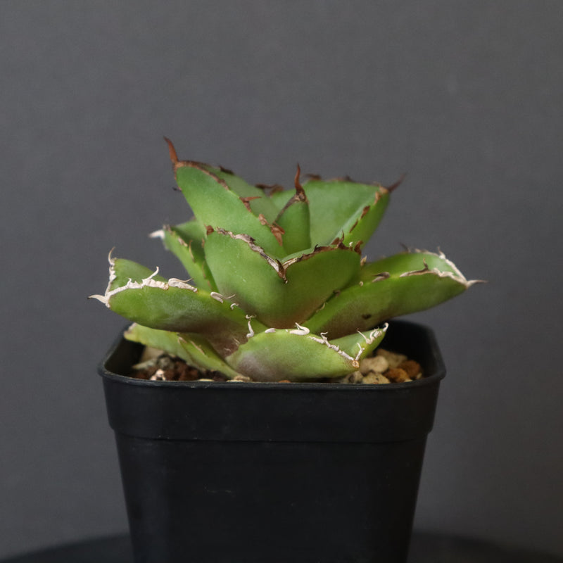 【DRAGON AGAVE】アガベ 貔貅 EC36