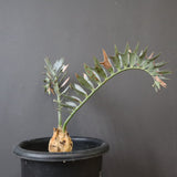 エンセファラルトス ホリダス 59