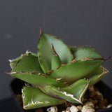 【DRAGON AGAVE】アガベ 貔貅 EC36