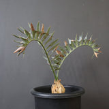 エンセファラルトス ホリダス 59