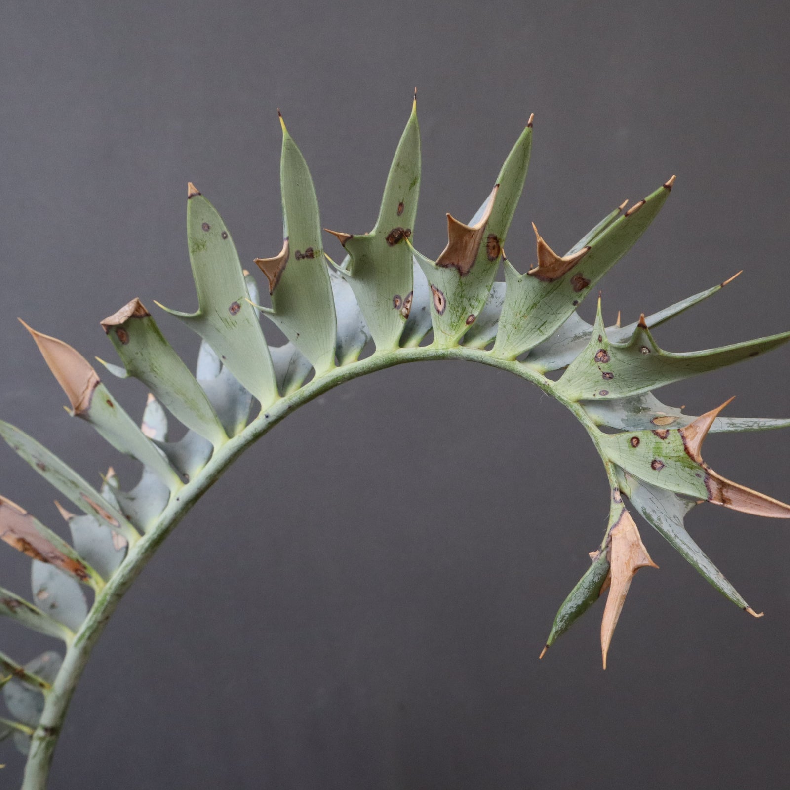 エンセファラルトス ホリダス 59 – TaiShoDo ONLINE SHOP