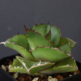 【DRAGON AGAVE】アガベ 貔貅 EC36