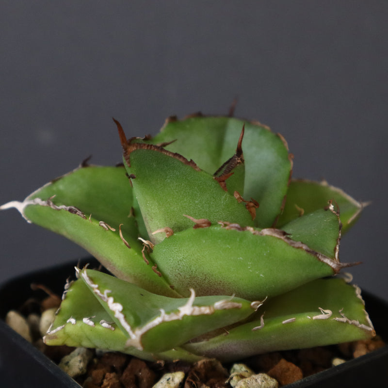 【DRAGON AGAVE】アガベ 貔貅 EC36