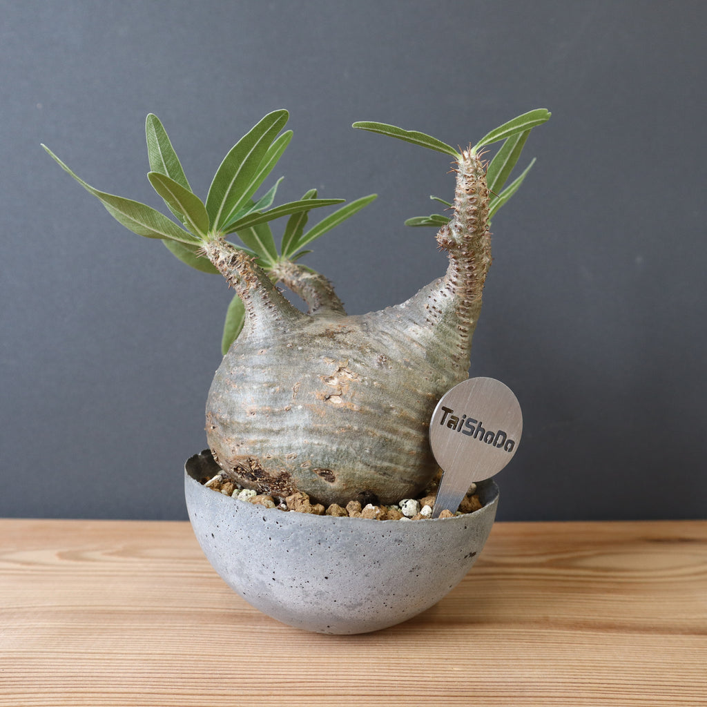 TaiShoDoネームタグ(丸型） – TaiShoDo ONLINE SHOP