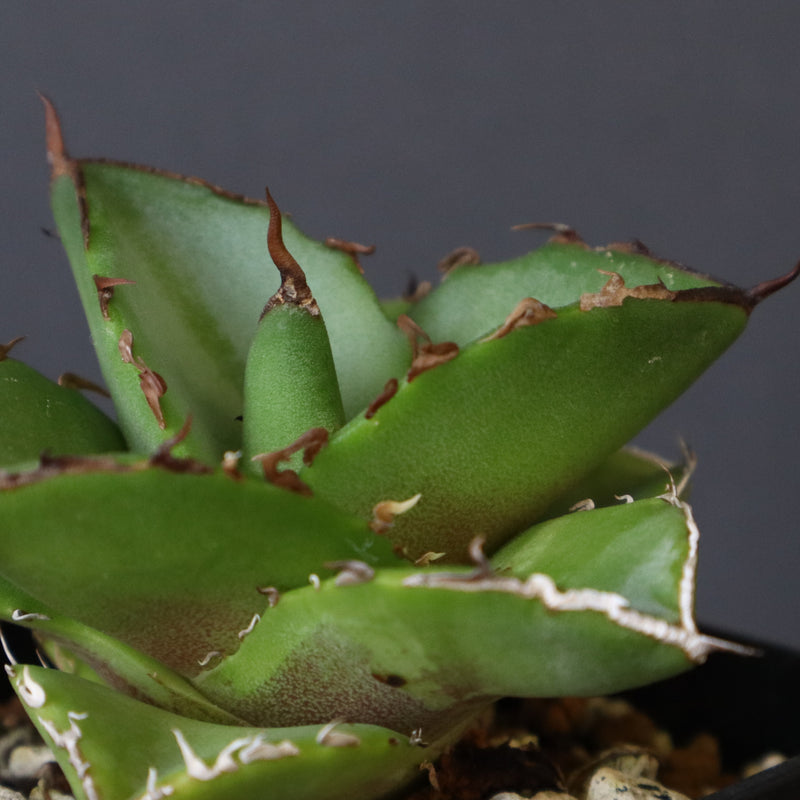 【DRAGON AGAVE】アガベ 貔貅 EC36