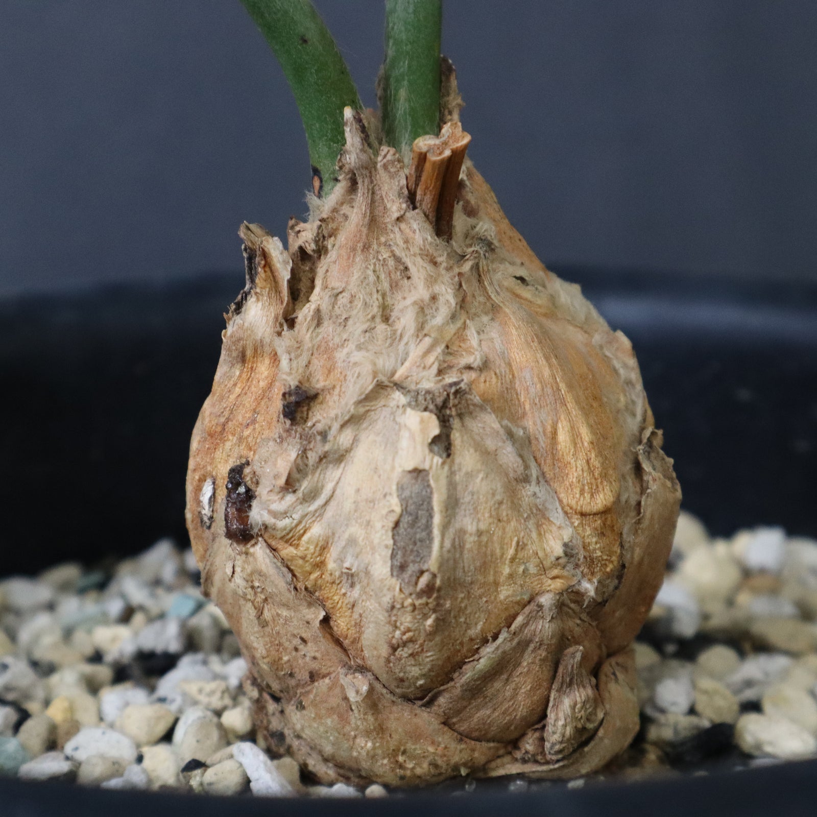 【発根済】エンセファラルトス・ホリダス ｜ひねり強！強刺タイプ！No3-33 エンセファラルトス ホリダス 59 – TaiShoDo ONLINE SHOP