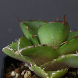 【DRAGON AGAVE】アガベ 貔貅 EC36