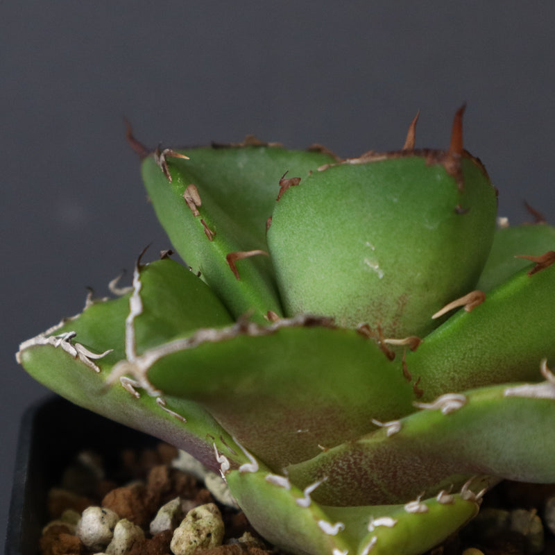 【DRAGON AGAVE】アガベ 貔貅 EC36