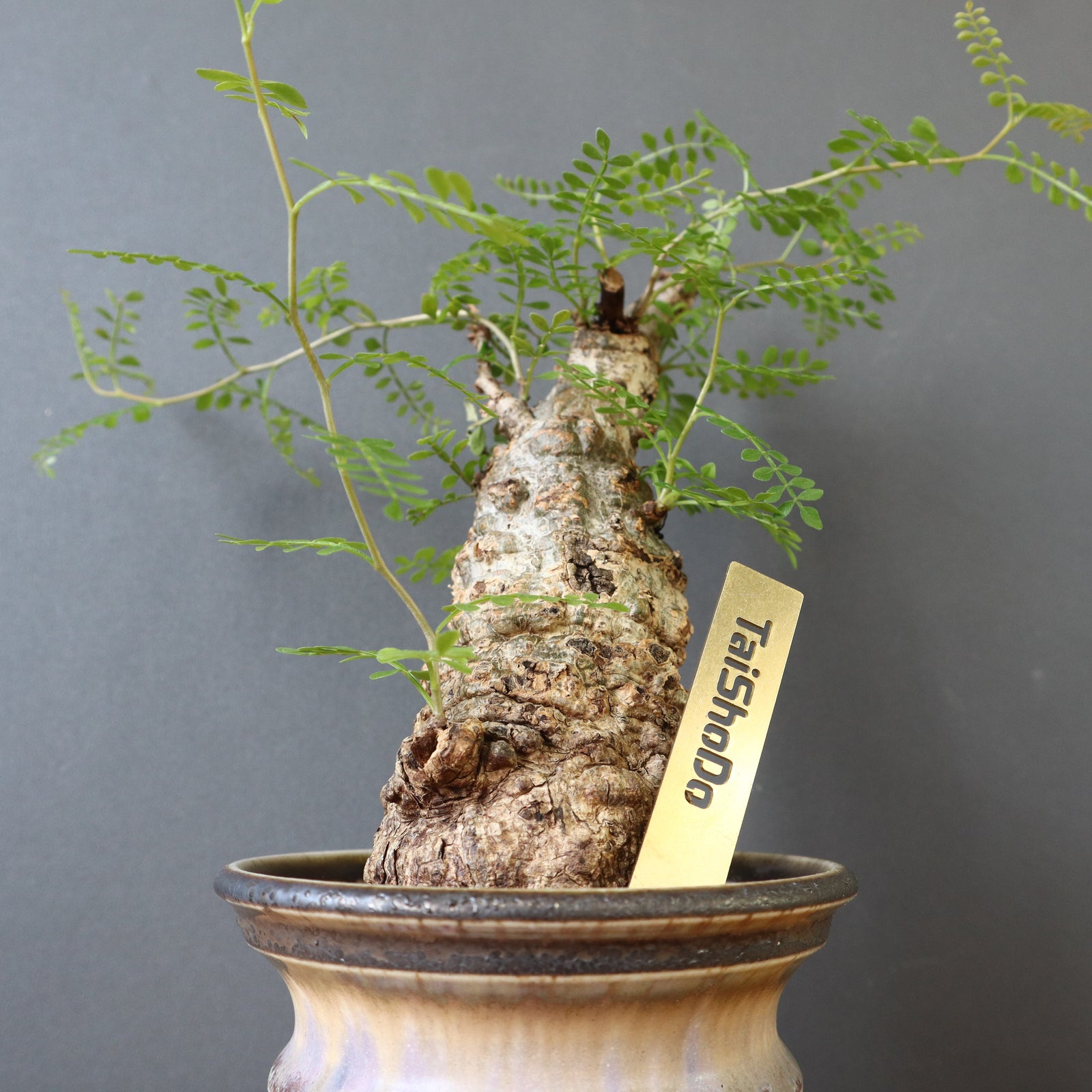 TaiShoDoネームタグ（縦型） – TaiShoDo ONLINE SHOP