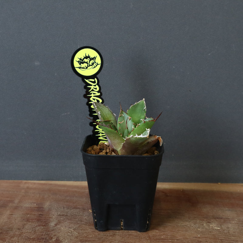 DRAGON AGAVE】アガベ 黒犀牛 EC13 – TaiShoDo ONLINE SHOP