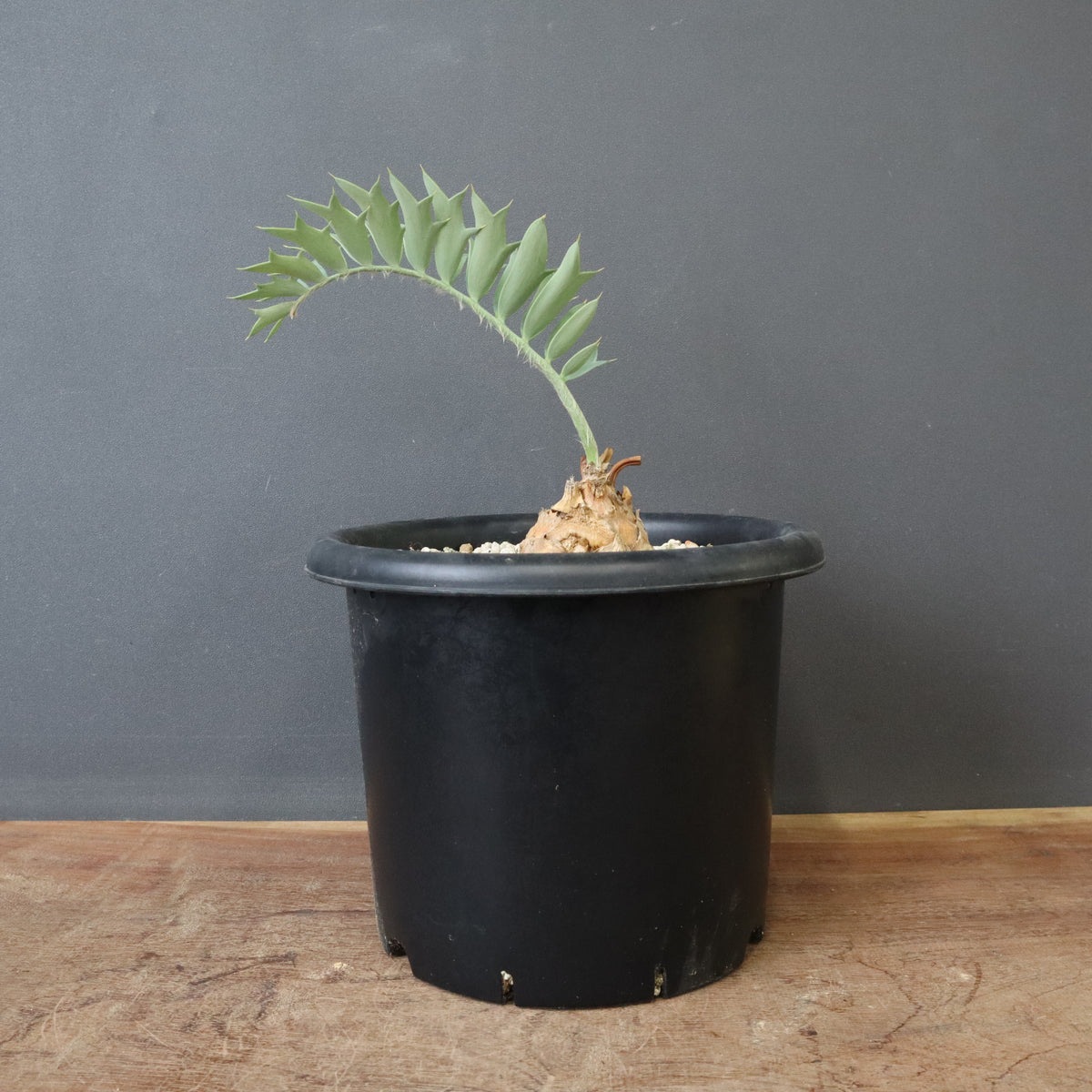 ソテツ – TaiShoDo ONLINE SHOP